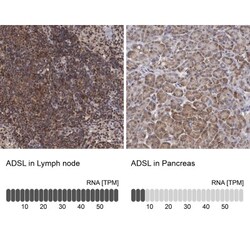 Adenylosuccinate Lyase Antibody, Novus Biologicals:Antibodies:Primary Antibodies